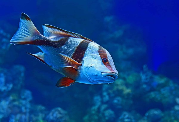 What are the most common mistakes in feeding tropical fish?